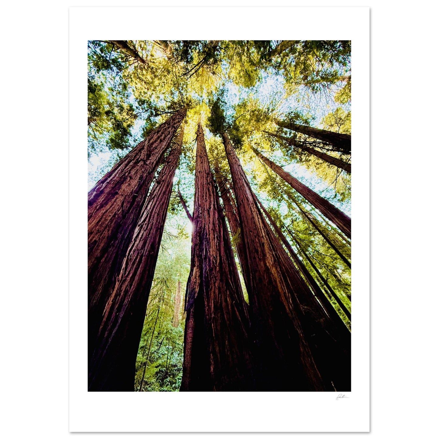 Ready Woody? SandyLAND art print by Sandra Molin
