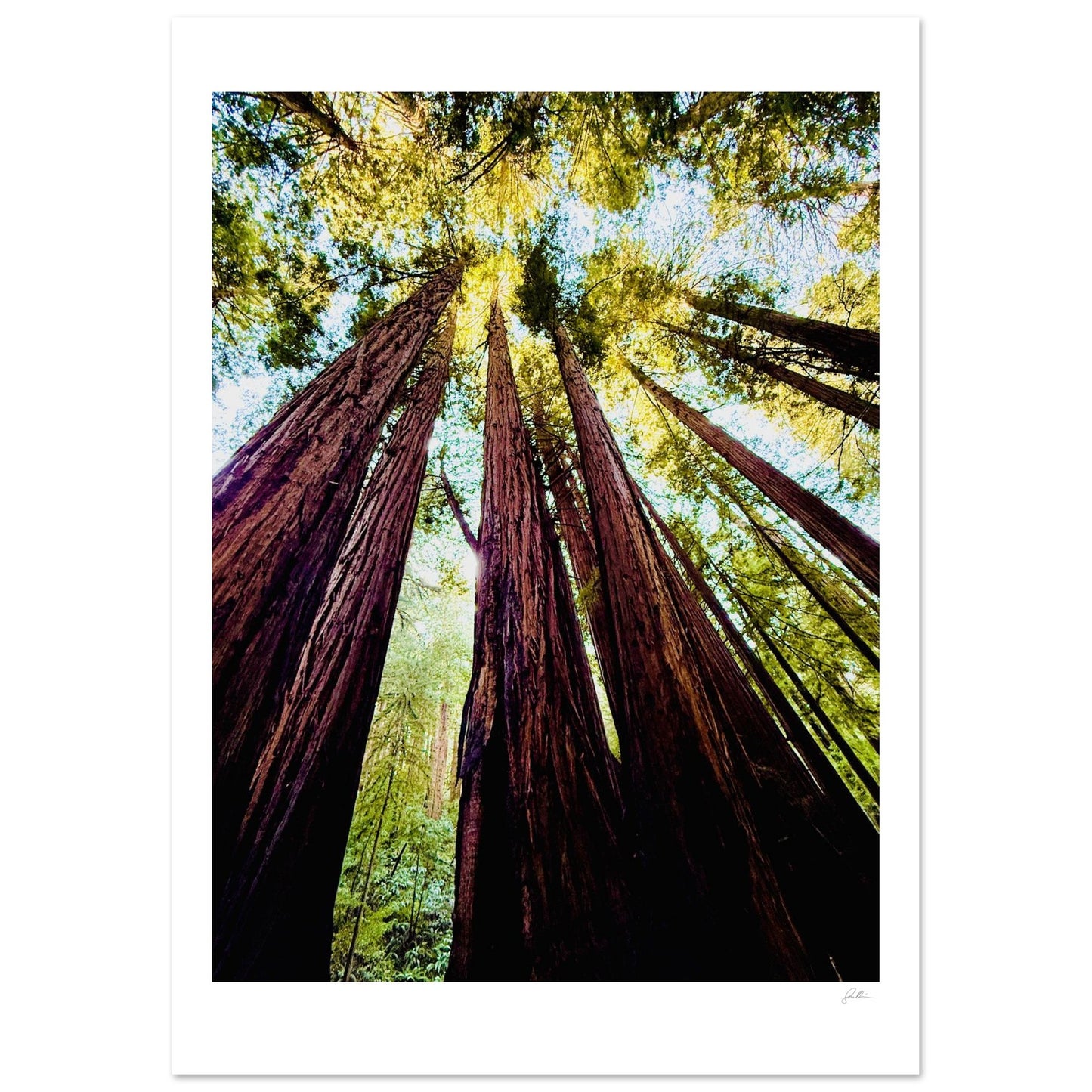 Ready Woody? SandyLAND art print by Sandra Molin