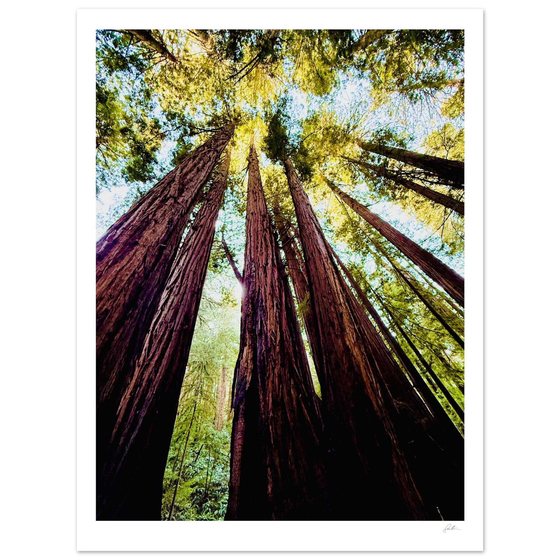 Ready Woody? SandyLAND art print by Sandra Molin
